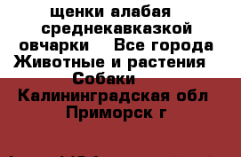 щенки алабая ( среднекавказкой овчарки) - Все города Животные и растения » Собаки   . Калининградская обл.,Приморск г.